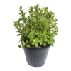 2.4L Pittosporum Little Burger - Pittosporum tenuifolium