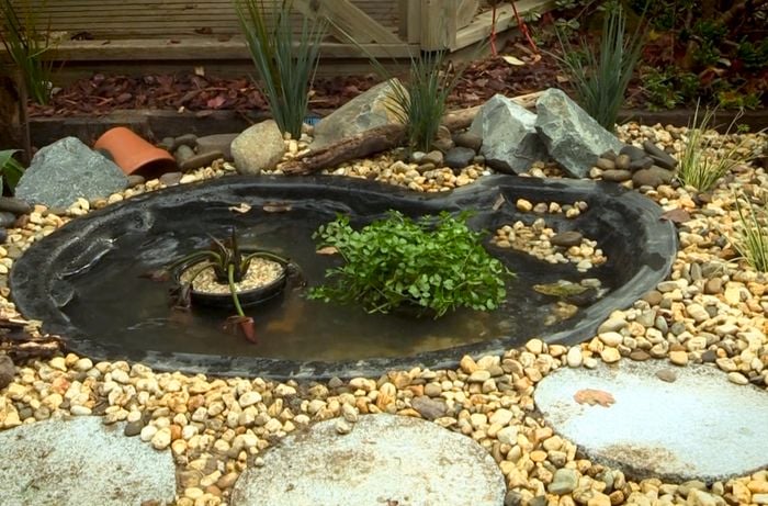 Frog pond full of water.