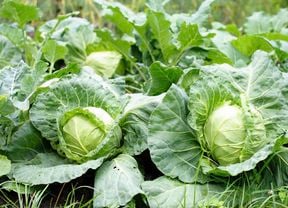 Two cabbages growing in a garden bed