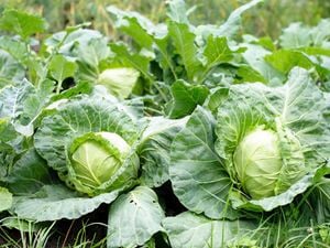 Two cabbages growing in a garden bed