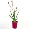 140mm Kangaroo Paw 'Bush Fury' - Anigozanthos hybrid