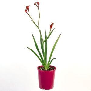 140mm Kangaroo Paw 'Bush Fury' - Anigozanthos hybrid