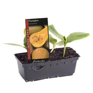 Easy-Grow Pumpkin Butternut Punnet - Curcurbita moschata