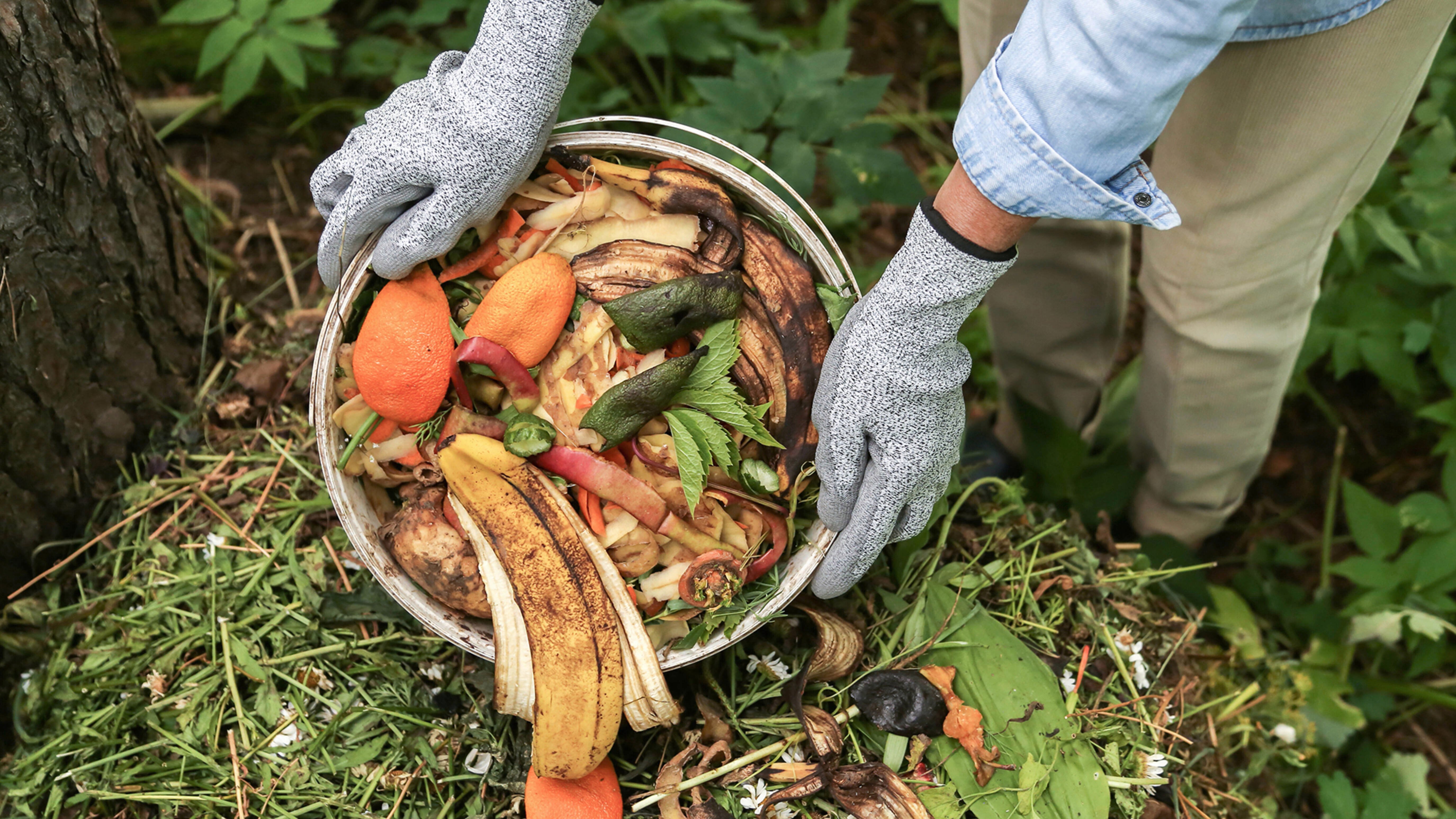 A person wearing grey gloves empties a bucket of food scraps, including banana and orange peels, onto a compost pile.