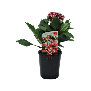 1.5L Dahlia Dalaya Jadoo - Dahlia