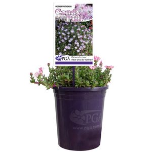 140mm Candy Pink - Mesembryanthemum