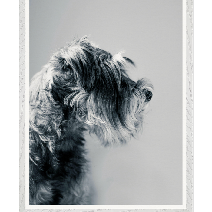 Galrie Captivating Canine Portrait - Black and White Dog Art Photography Print, White Frame, A1 60 x 84cm (23 x 33inch)