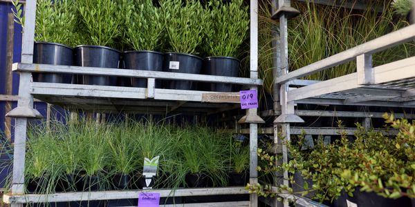 Trade Service -  Commercial Greenlife - SBS - 2. Competitive trade pricing