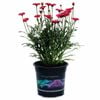 2.5L Marguerite Daisy Cherry Harmony - Argyranthemum frutescens