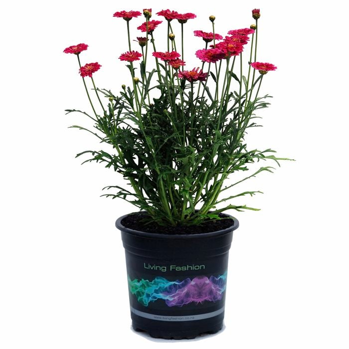 2.5L Marguerite Daisy Cherry Harmony - Argyranthemum frutescens