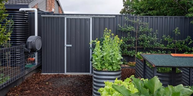 Dark coloured shed amongst veggie gardens.