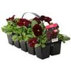 10 Cell Pansy Large Rose - Viola x wittrockiana