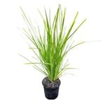 1.3L Lomandra Lime Tuff - Lomandra longifolia