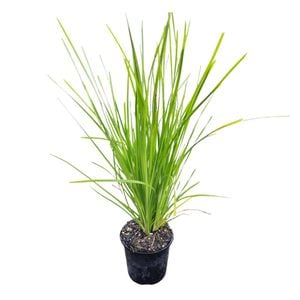 1.3L Lomandra Lime Tuff - Lomandra longifolia