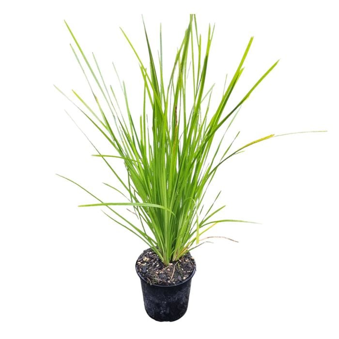 1.3L Lomandra Lime Tuff - Lomandra longifolia