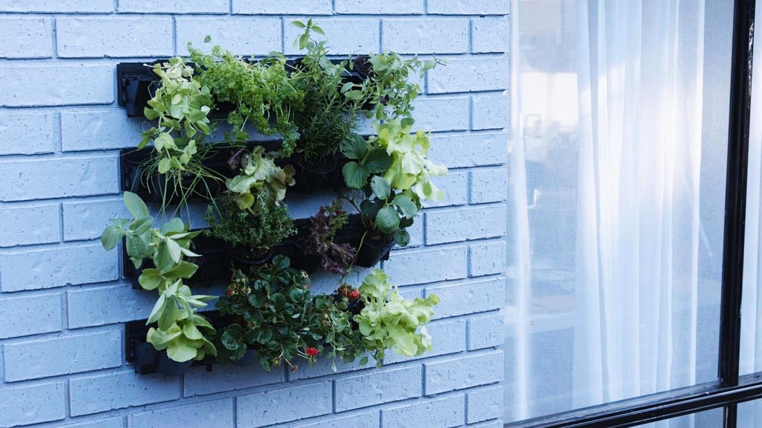 Four rows of planters mounted into a blue painted brick wall