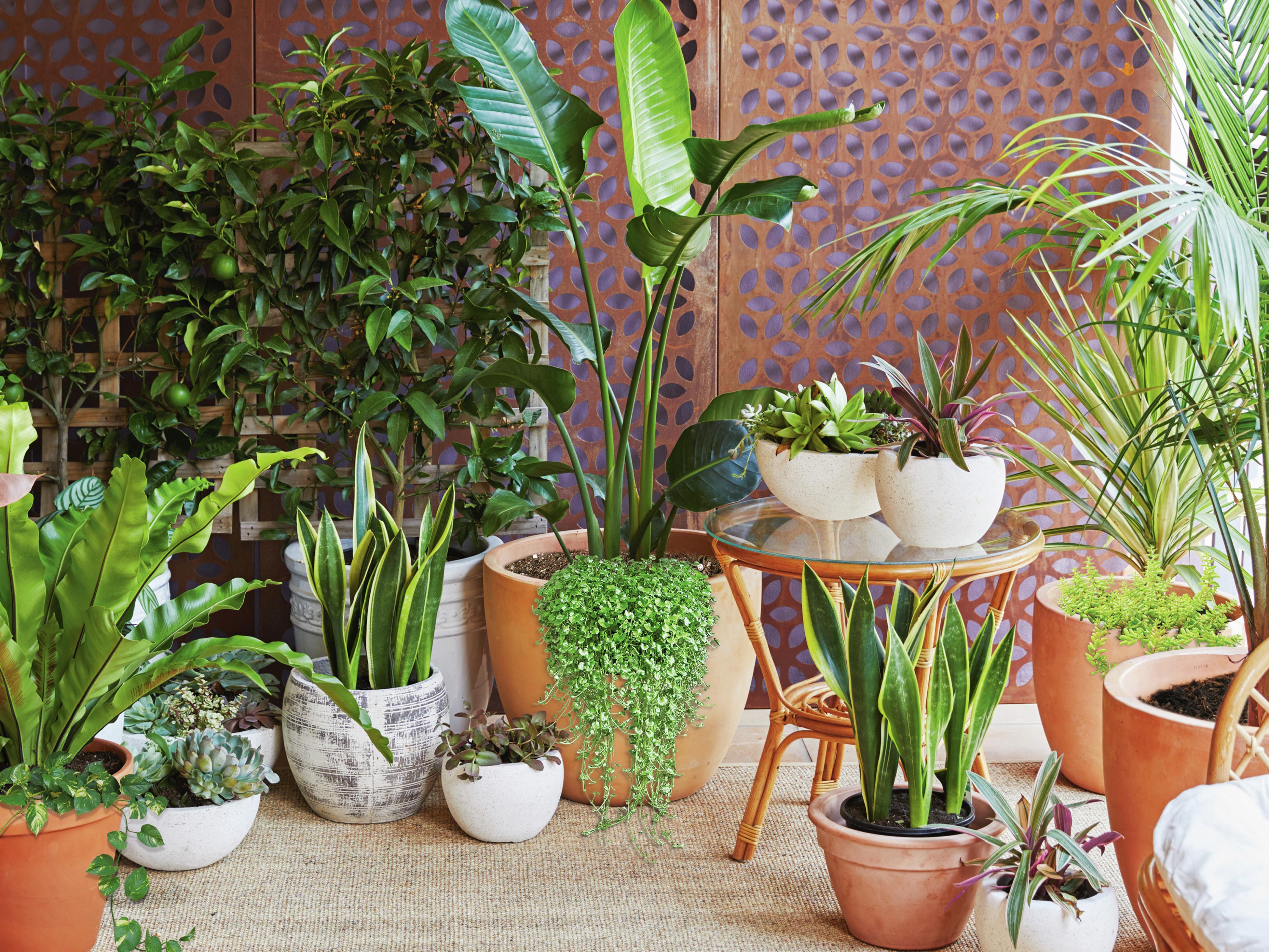 Bunnings indoor pots discount