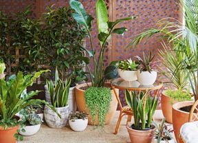Assorted types of pots and plants with coffee table