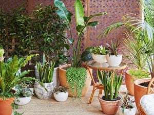 Assorted types of pots and plants with coffee table