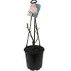 200mm Bare Root Potted Climbing Rose PBR - Rosa