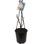 200mm Bare Root Potted Climbing Rose PBR - Rosa