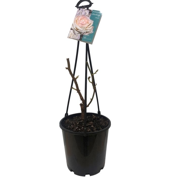 200mm Bare Root Potted Climbing Rose PBR - Rosa