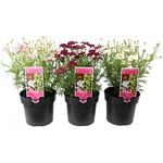 140mm Argyranthemum - Argyranthemum frutescens - Comet Series