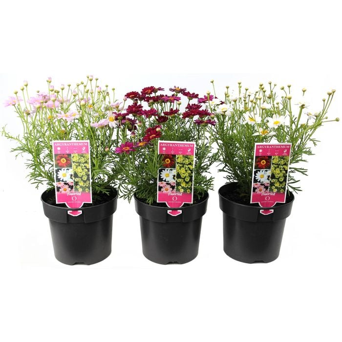 140mm Argyranthemum - Argyranthemum frutescens - Comet Series
