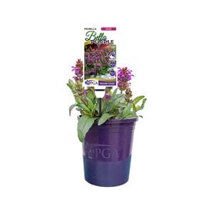 140mm Bella Purple - Prunella grandiflora