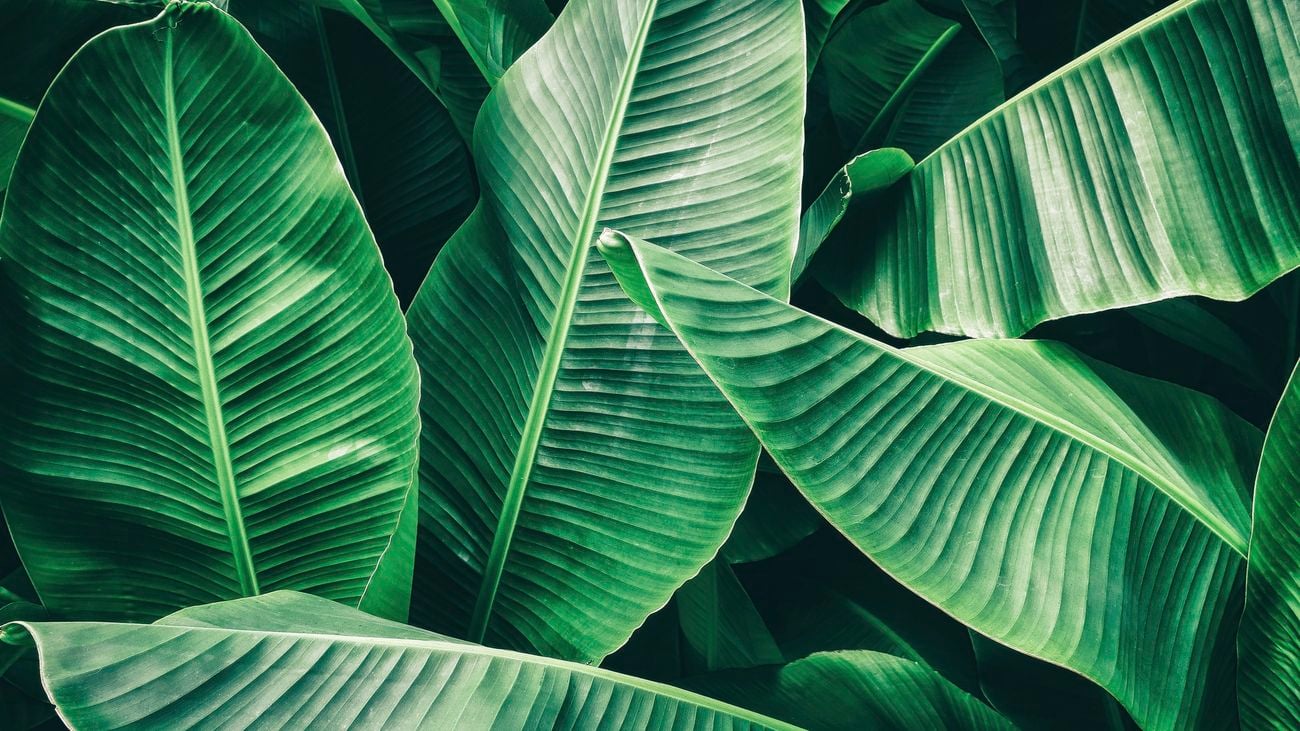 Close up of lush green textured banana leaves.