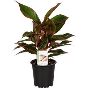 120mm Chinese Evergreen - Aglaonema Red Gold