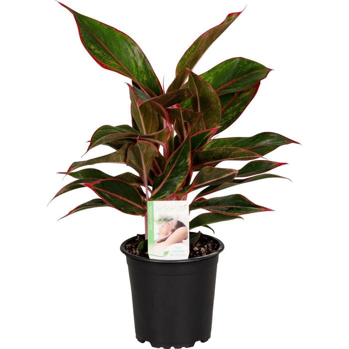120mm Chinese Evergreen - Aglaonema Red Gold