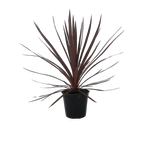2.5L Cordyline Red Star - Cordyline australis