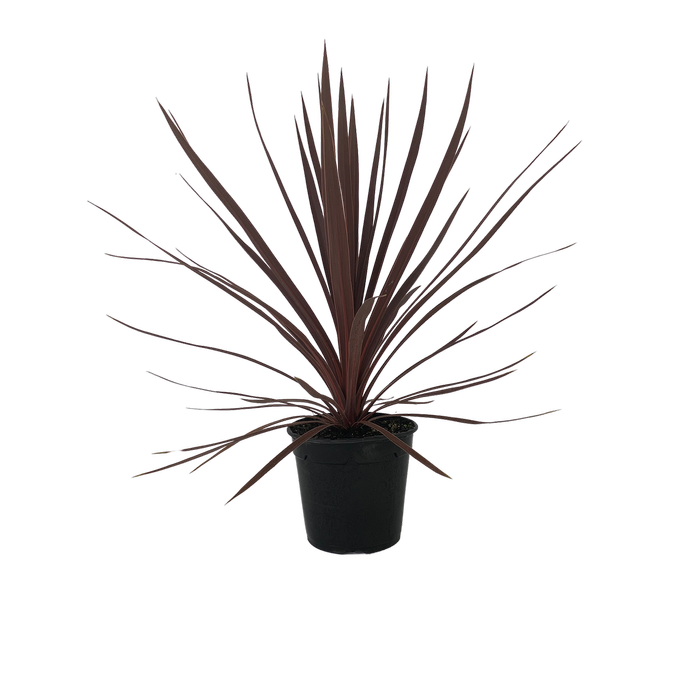 2.5L Cordyline Red Star - Cordyline australis