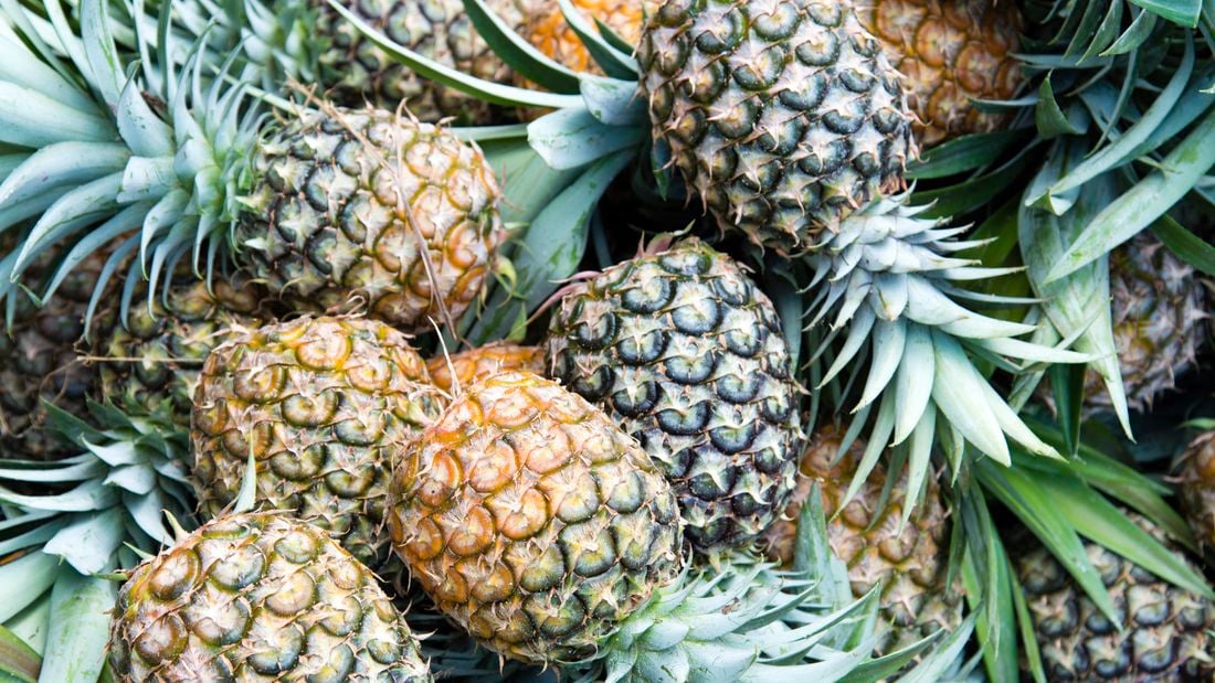 Wide shot of ripe picked pineapples