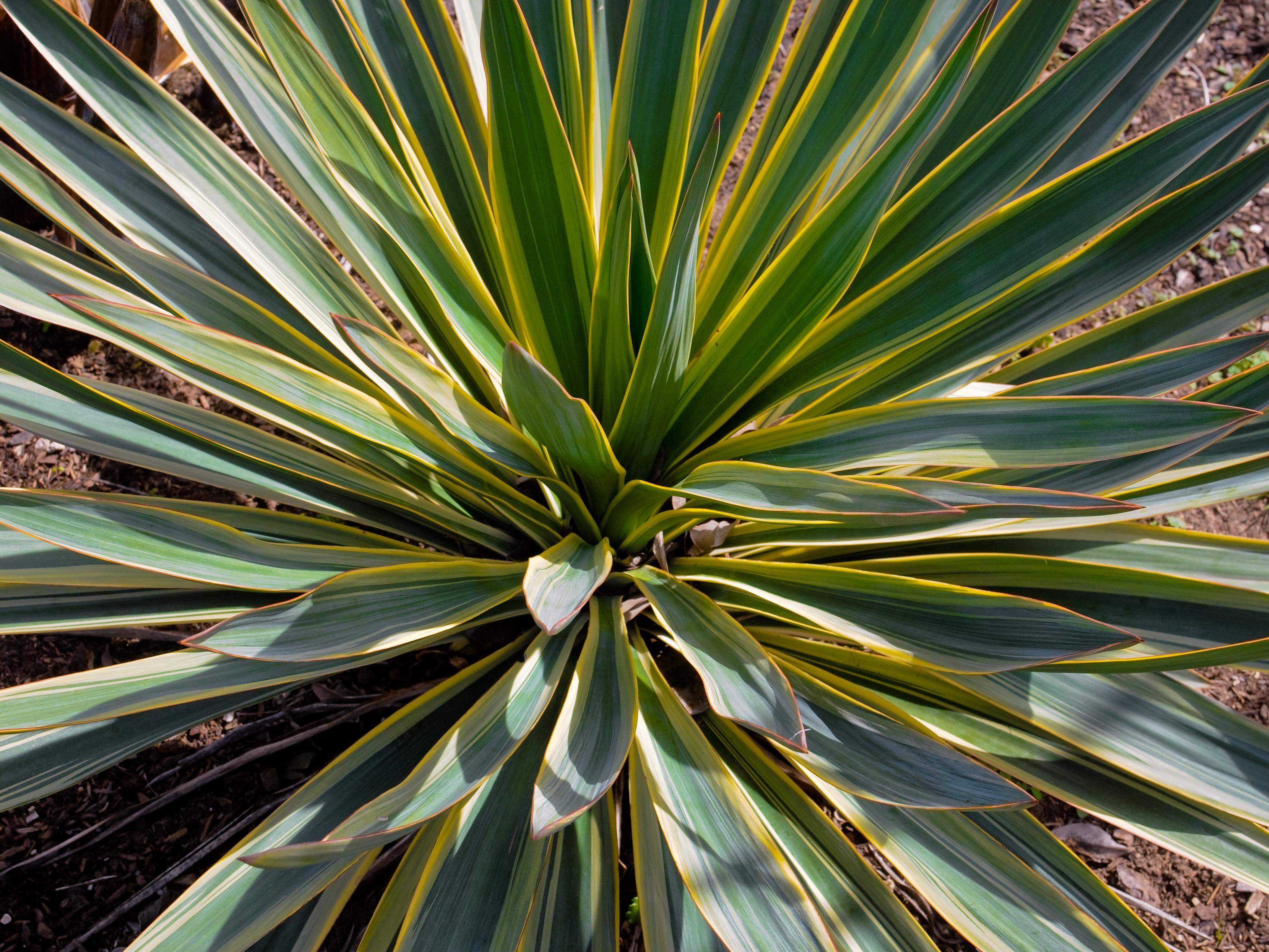 12 Foliage Plants For Any Garden
