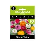 Bloomin' Bulbs Ranunculi Mixed - Ranunculus asiaticus - 10 Pack