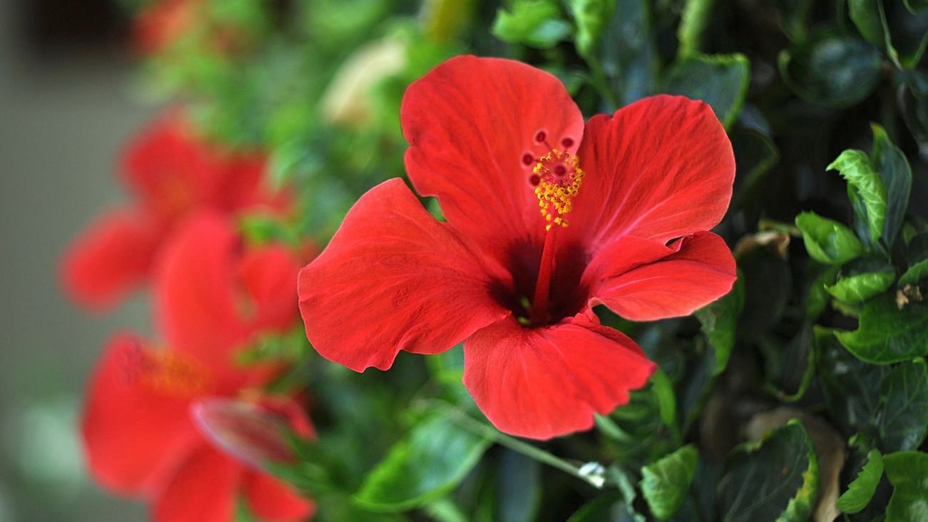 Close up of a red hibiscus flower.