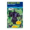 Fiesta Flower Bulbs Iris Germanica Black Dragon Bulb