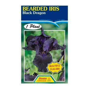 Fiesta Flower Bulbs Iris Germanica Black Dragon Bulb