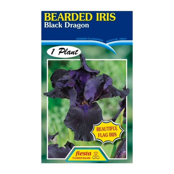 Fiesta Flower Bulbs Iris Germanica Black Dragon Bulb