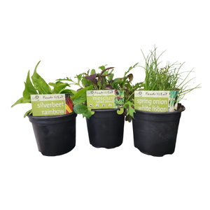 Advanced Herbs and Vegetables