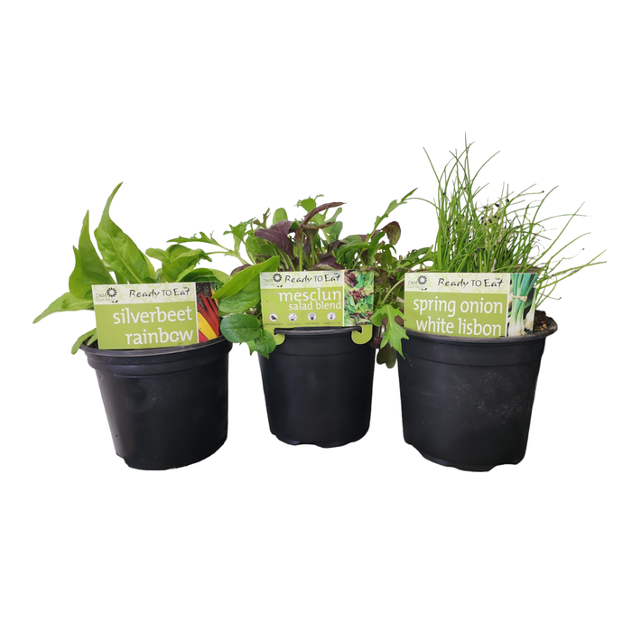 Advanced Herbs and Vegetables