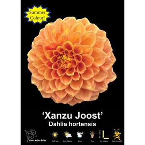 Yarra Valley Bulbs Xanzu Joost - 1 Pack