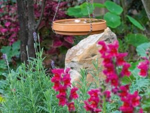 Birdbath hanging off tree in garden