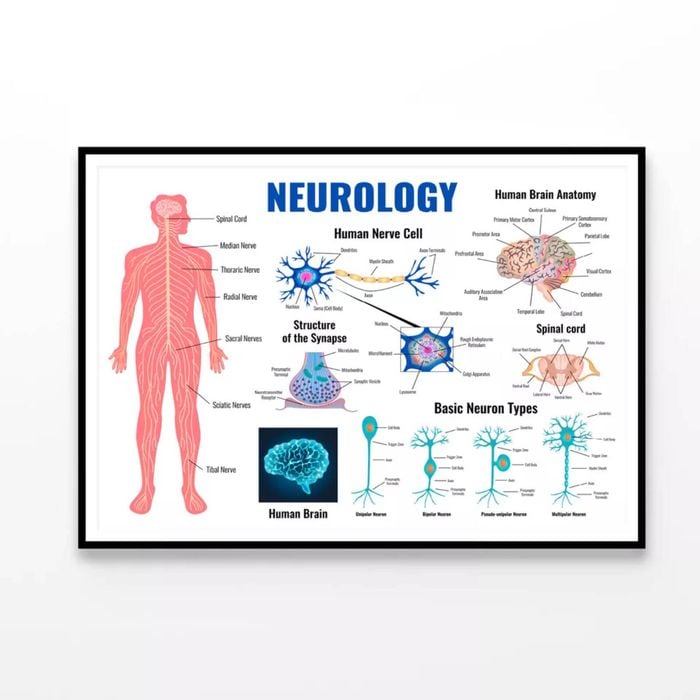 Neurology And Human Brain Set Illustration  Print 100% Australian Made 90x60cm  (Poster)