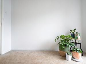 Room with plants in pots on the ground and on a stand
