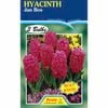 Fiesta Flower Bulbs Hyacinth Jan Bos - 3 Bulbs