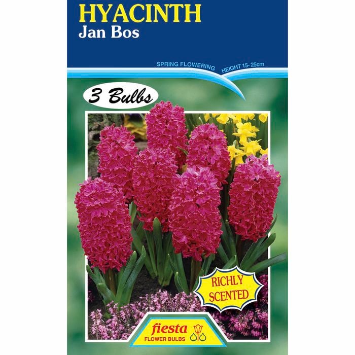 Fiesta Flower Bulbs Hyacinth Jan Bos - 3 Bulbs