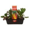 Punnet Silverbeet Rainbow - Beta vulgaris subsp. vulgaris